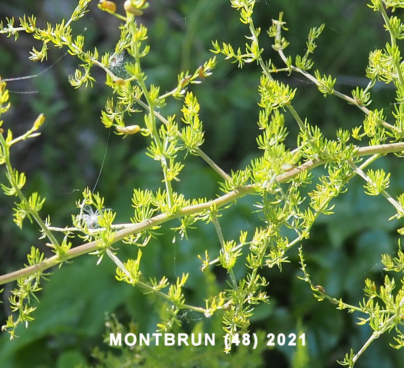 Asparagus, 'woody' leaf